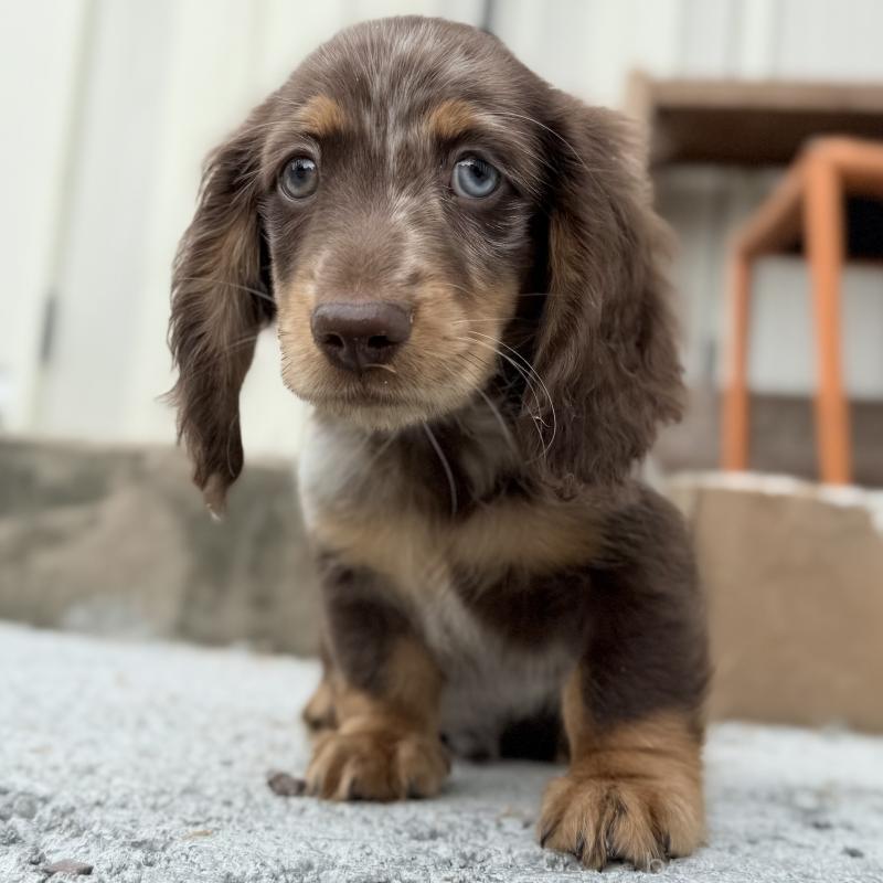 販売中の埼玉県のミニチュアダックスフンド(ロングヘアード)-417128の5枚目