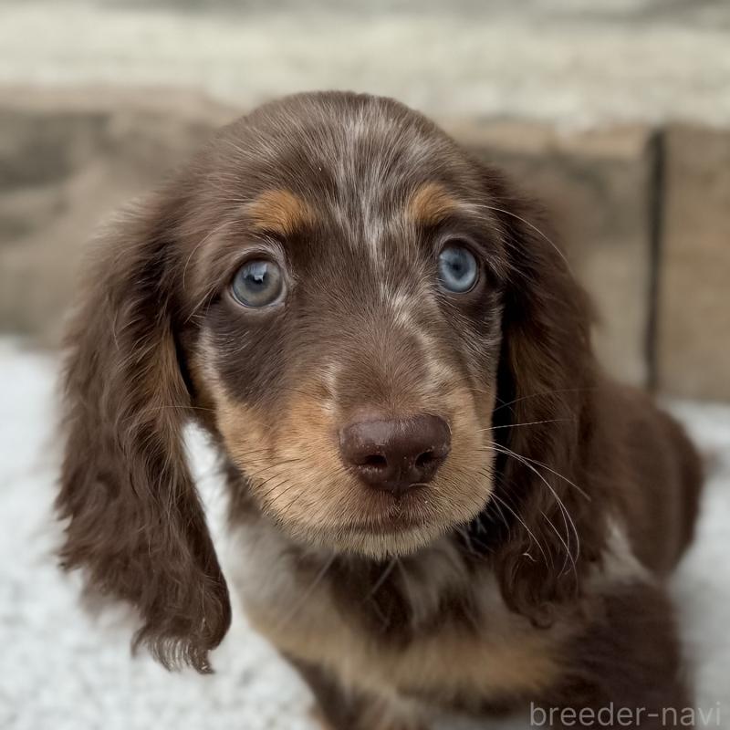 販売中の埼玉県のミニチュアダックスフンド(ロングヘアード)-417128の4枚目