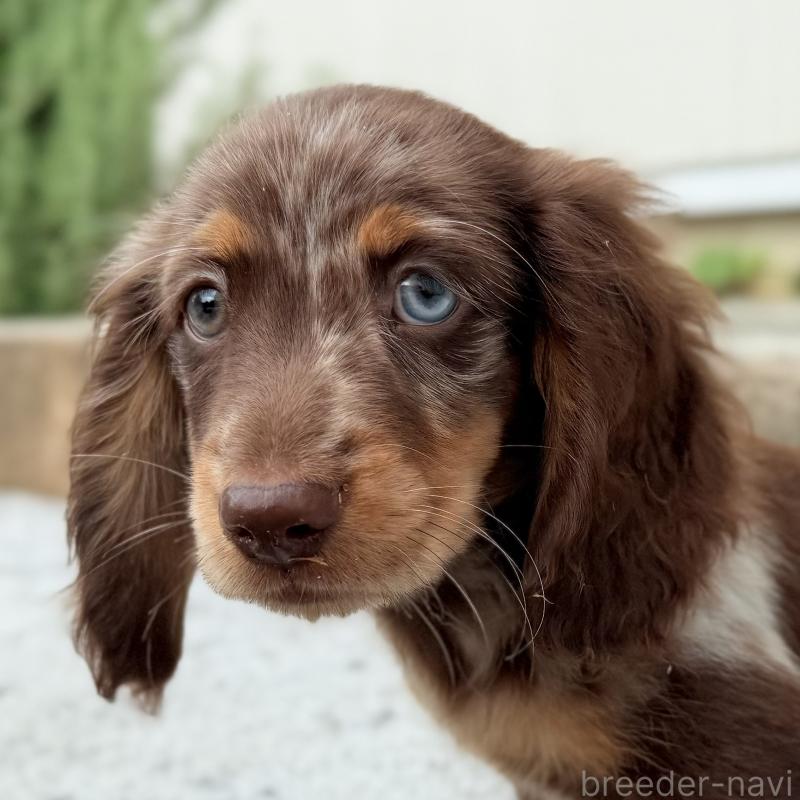 販売中の埼玉県のミニチュアダックスフンド(ロングヘアード)-417128の3枚目