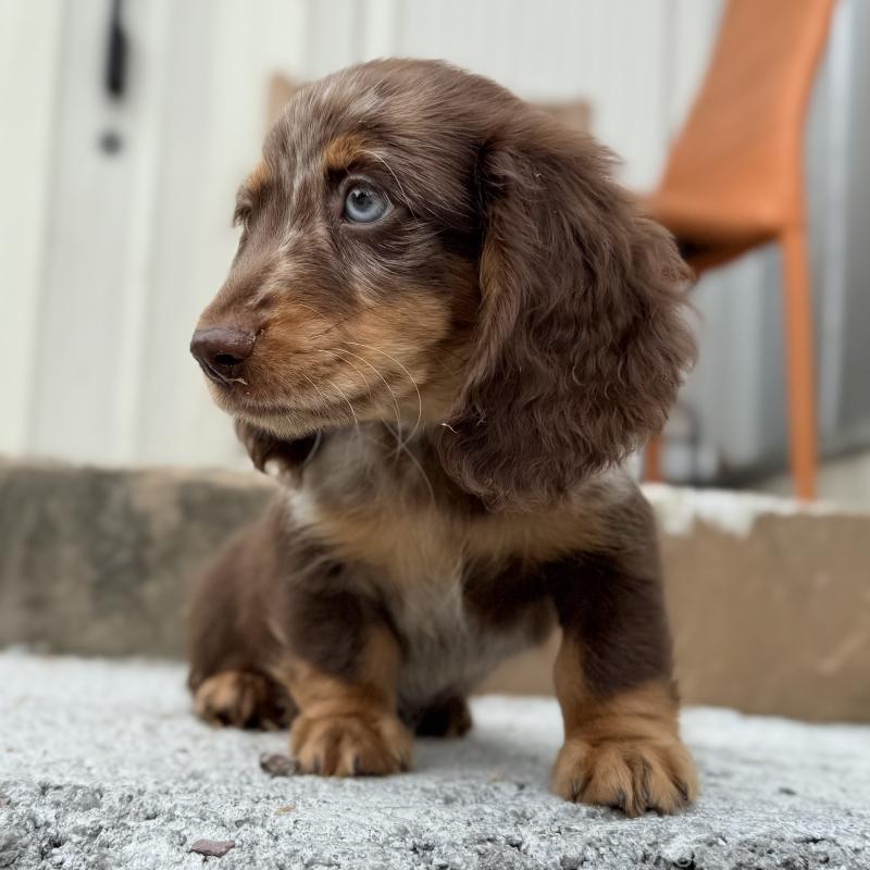 販売中の埼玉県のミニチュアダックスフンド(ロングヘアード)-417128の2枚目