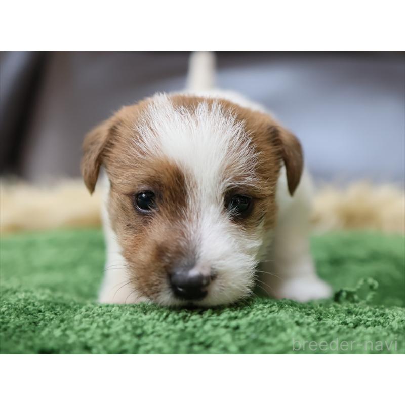 成約済の愛知県のジャックラッセルテリア-419211の11枚目