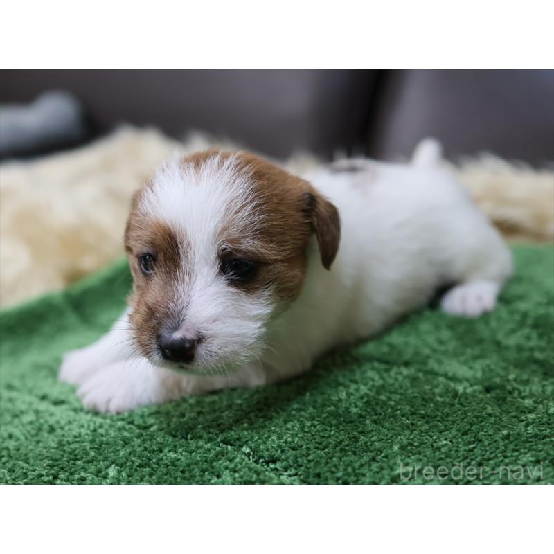 成約済の愛知県のジャックラッセルテリア-419211の10枚目