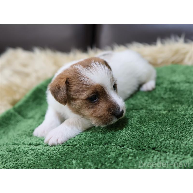 成約済の愛知県のジャックラッセルテリア-419211の9枚目