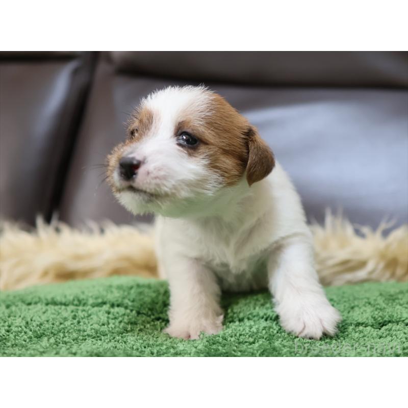 成約済の愛知県のジャックラッセルテリア-419211の8枚目