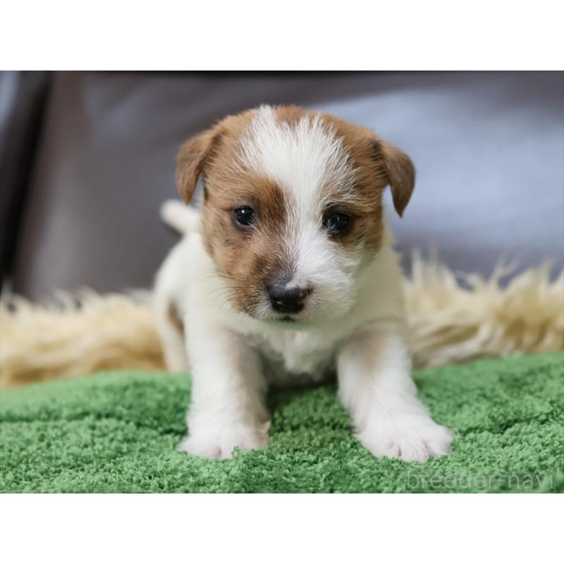 成約済の愛知県のジャックラッセルテリア-419211の7枚目