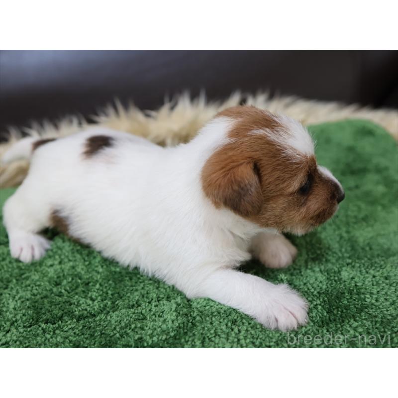 成約済の愛知県のジャックラッセルテリア-419211の6枚目