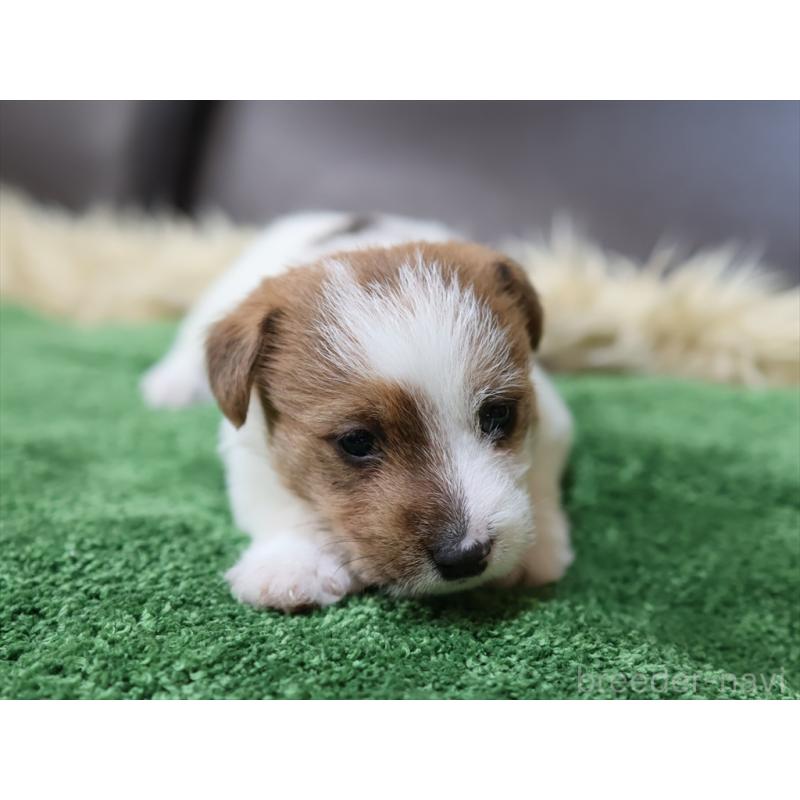 成約済の愛知県のジャックラッセルテリア-419211の5枚目