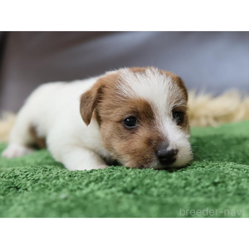 成約済の愛知県のジャックラッセルテリア-419211の4枚目