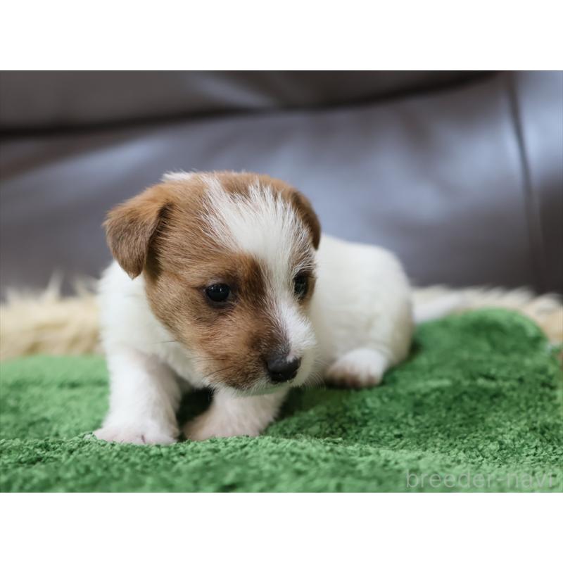 成約済の愛知県のジャックラッセルテリア-419211の3枚目