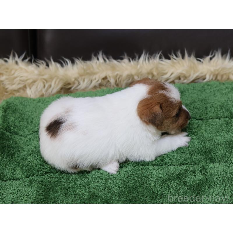 成約済の愛知県のジャックラッセルテリア-419211の2枚目