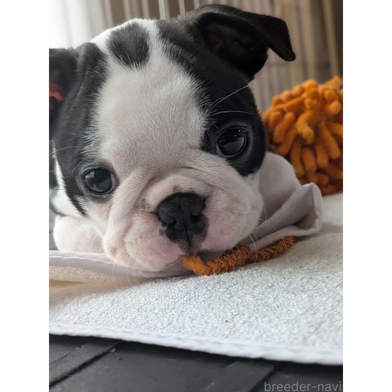 成約済の愛知県のボストンテリア-414776の7枚目