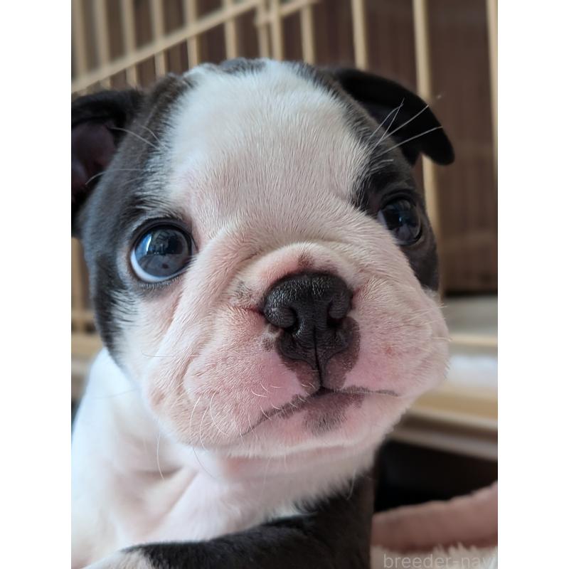 成約済の愛知県のボストンテリア-414776の5枚目