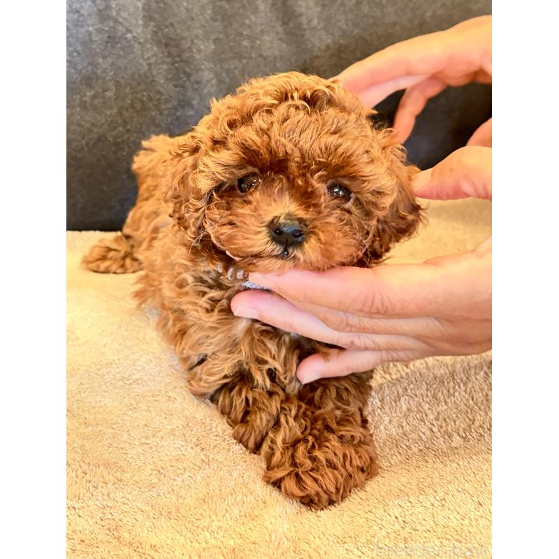 販売中の千葉県のタイニープードル-419375