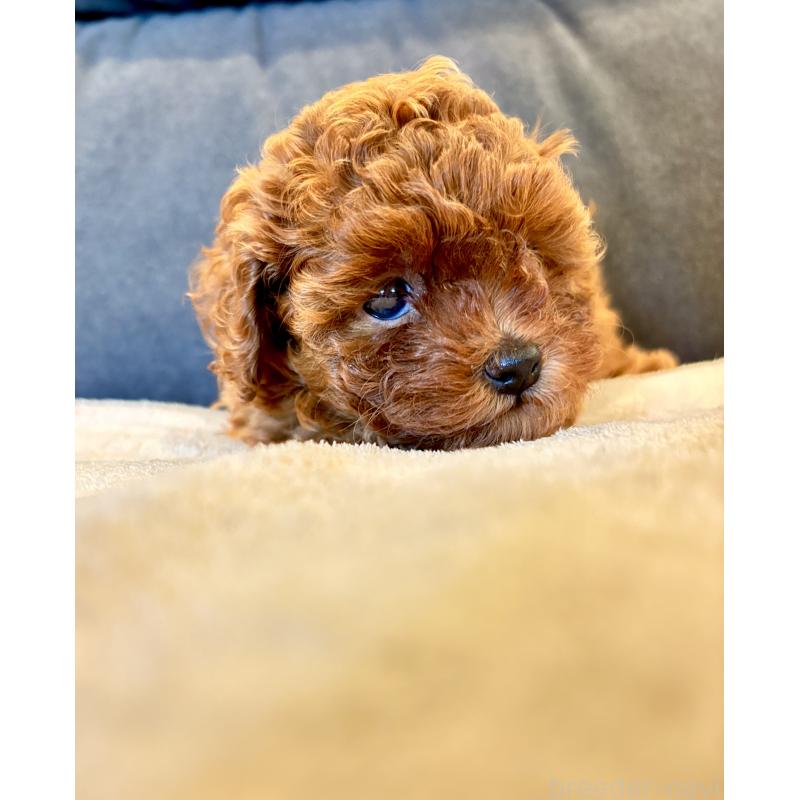 販売中の千葉県のタイニープードル-419375の5枚目