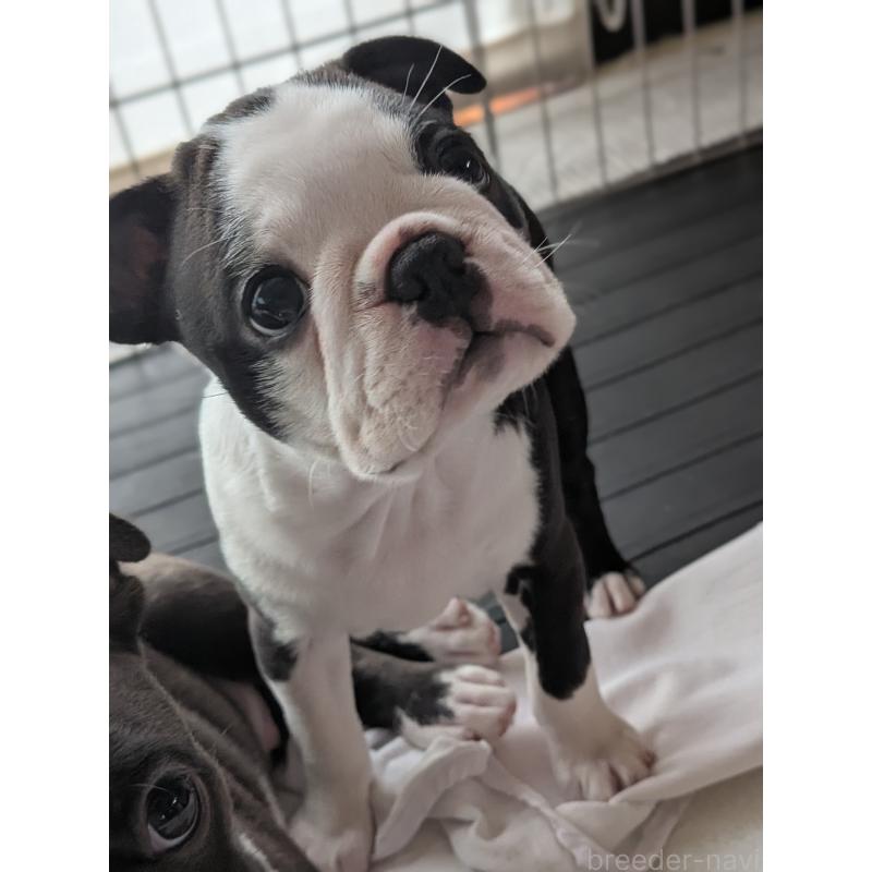 成約済の愛知県のボストンテリア-414776の3枚目