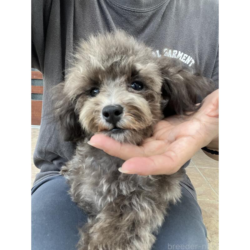 成約済の沖縄県のトイプードル-403435の1枚目