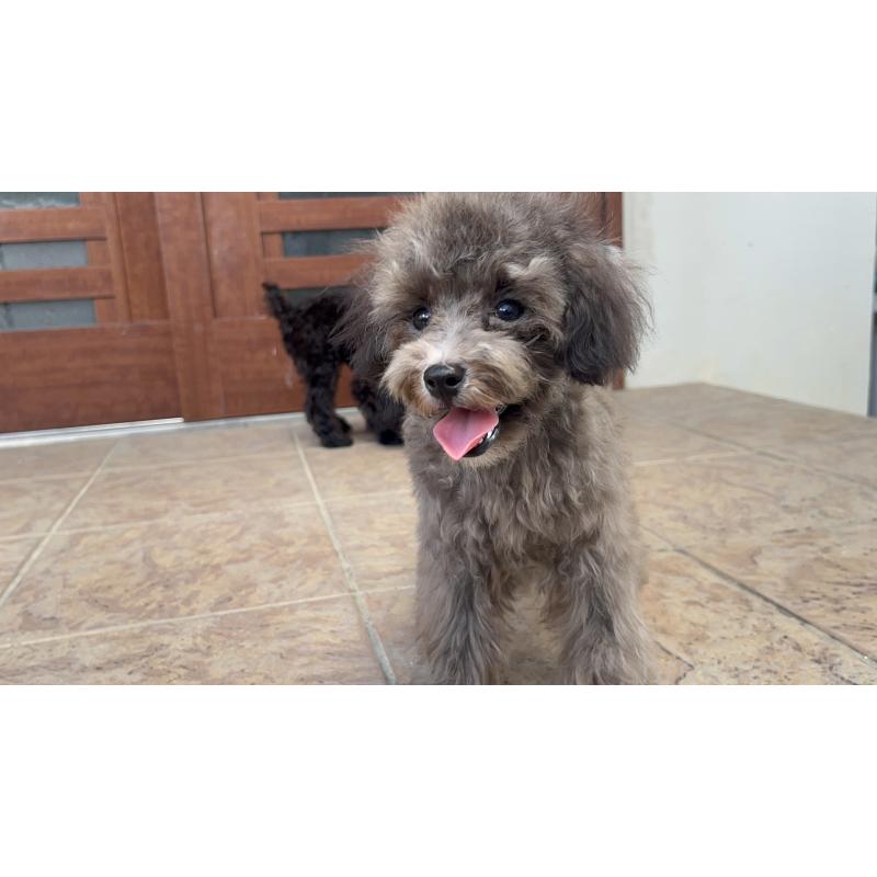 成約済の沖縄県のトイプードル-403435の5枚目