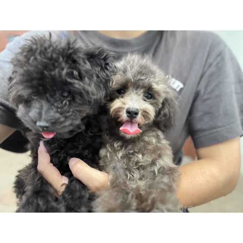 成約済の沖縄県のトイプードル-403435の4枚目