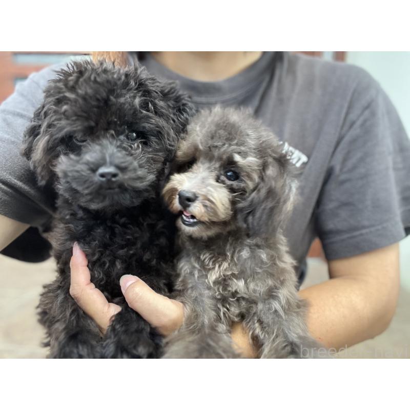 成約済の沖縄県のトイプードル-403435の3枚目