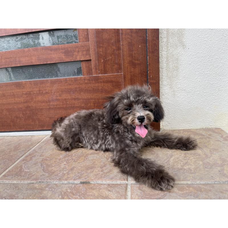 成約済の沖縄県のトイプードル-403435の2枚目