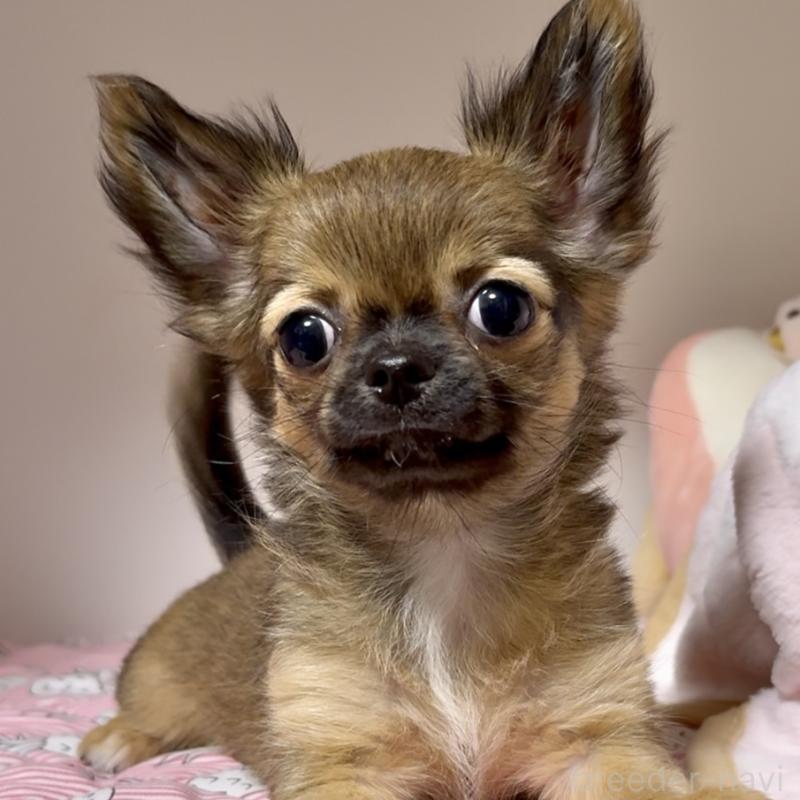 成約済の東京都のチワワ(ロングコート)-406389の2枚目