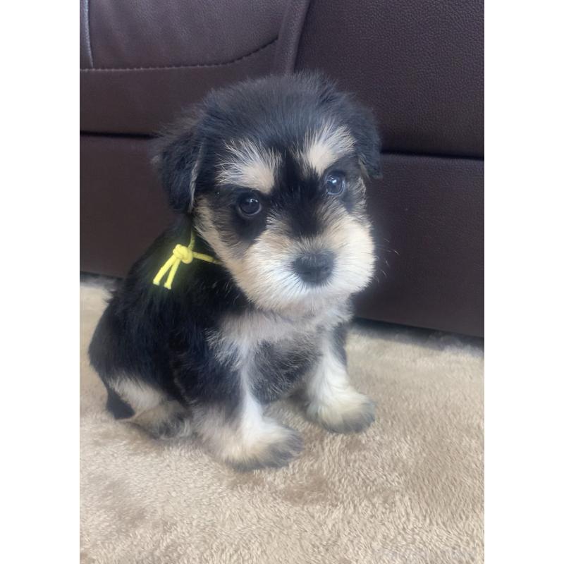 商談中の滋賀県のミニチュアシュナウザー-418342の2枚目