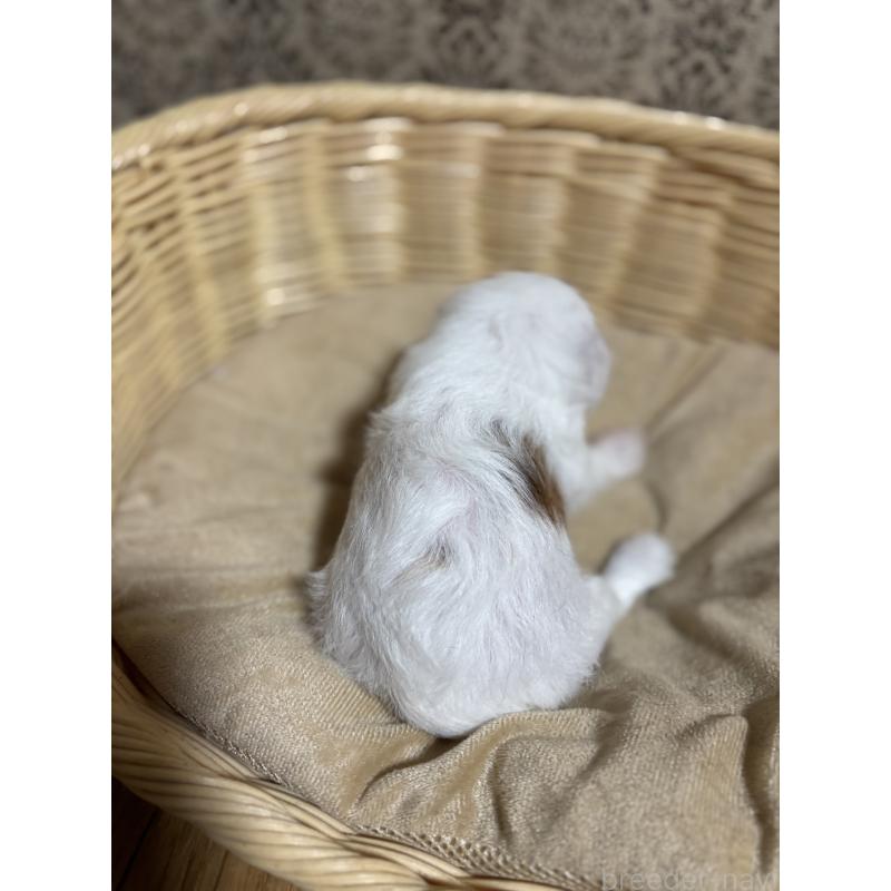 成約済の千葉県のチャイニーズクレステッドドッグ-417883の4枚目