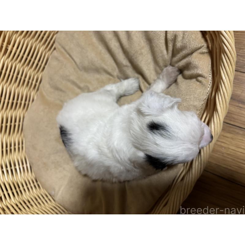 成約済の千葉県のチャイニーズクレステッドドッグ-416795の4枚目