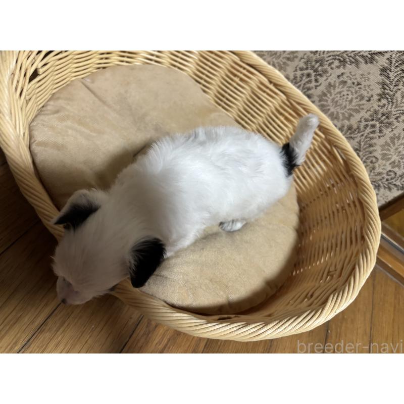 成約済の千葉県のチャイニーズクレステッドドッグ-416793の4枚目