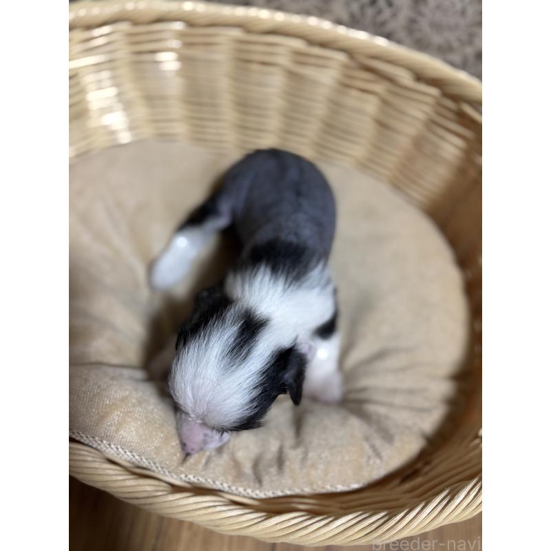 成約済の千葉県のチャイニーズクレステッドドッグ-416794の3枚目