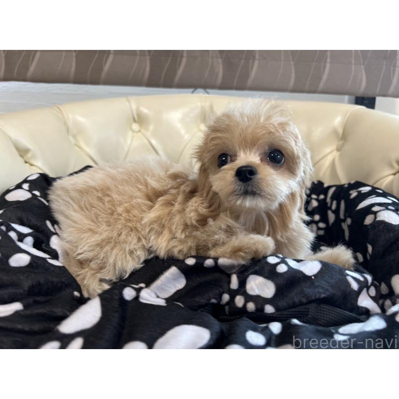 成約済の香川県のチワプー:チワワ×トイプードル-414373の21枚目
