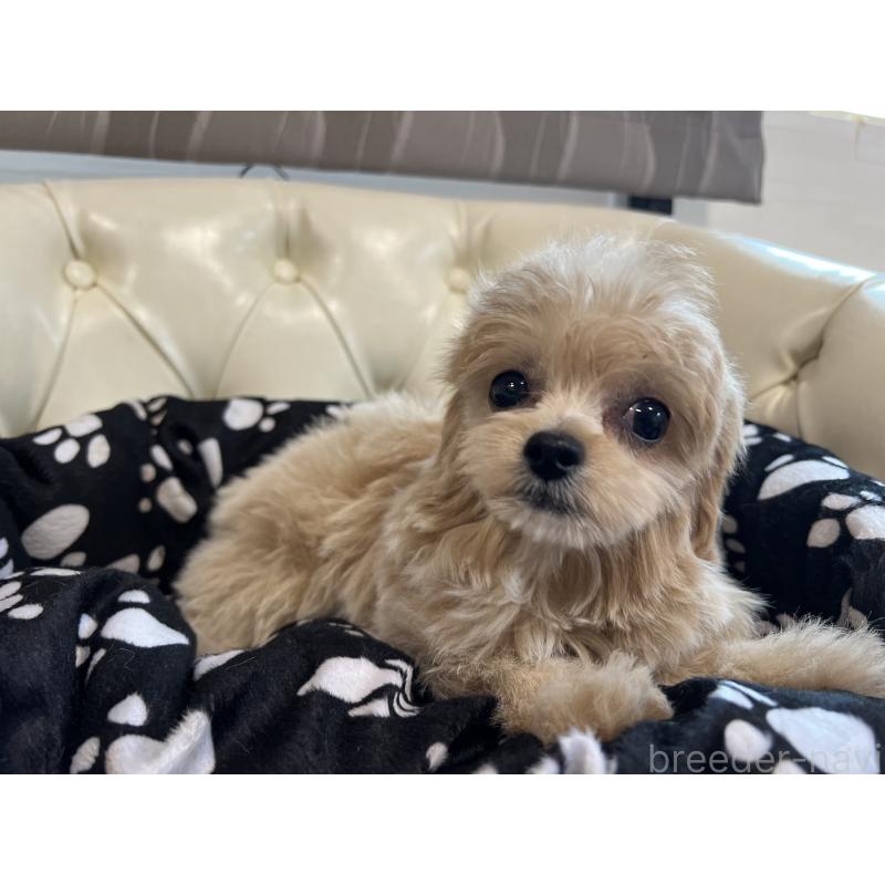 成約済の香川県のチワプー:チワワ×トイプードル-414373の20枚目