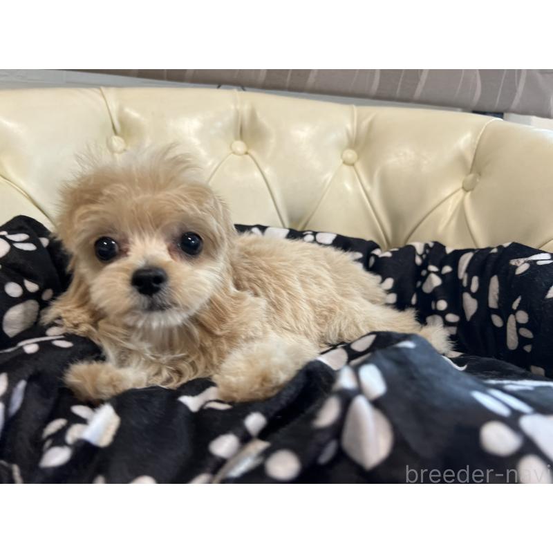 成約済の香川県のチワプー:チワワ×トイプードル-414373の19枚目