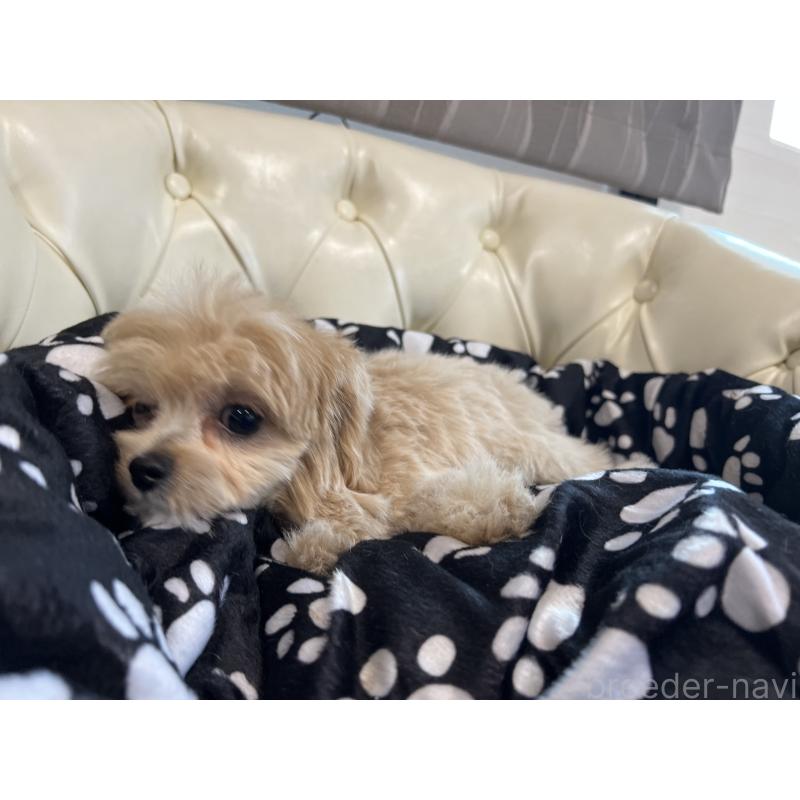 成約済の香川県のチワプー:チワワ×トイプードル-414373の18枚目