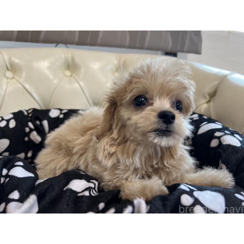 成約済の香川県のチワプー:チワワ×トイプードル-414373の17枚目