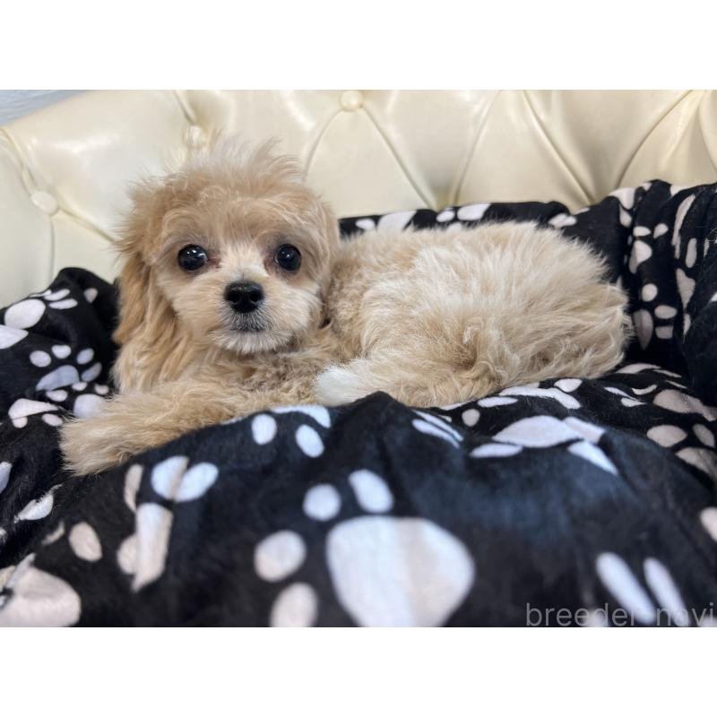 成約済の香川県のチワプー:チワワ×トイプードル-414373の16枚目