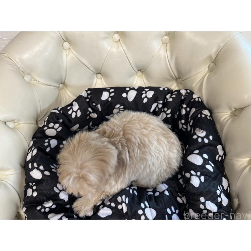 成約済の香川県のチワプー:チワワ×トイプードル-414373の15枚目