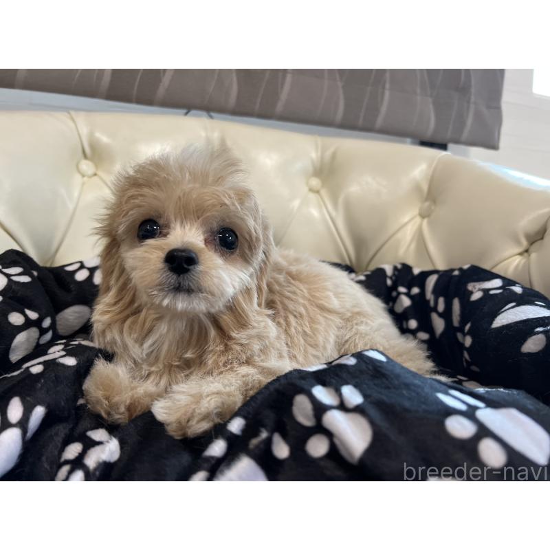 成約済の香川県のチワプー:チワワ×トイプードル-414373の14枚目