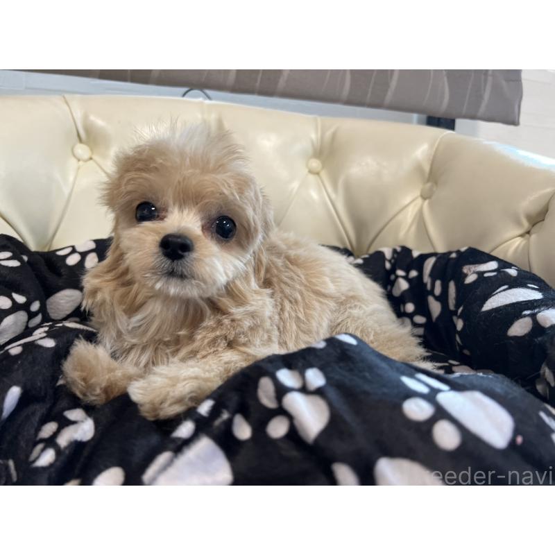 成約済の香川県のチワプー:チワワ×トイプードル-414373の13枚目