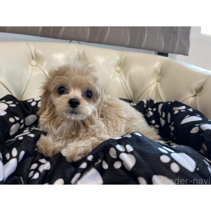 成約済の香川県のチワプー:チワワ×トイプードル-414373の12枚目