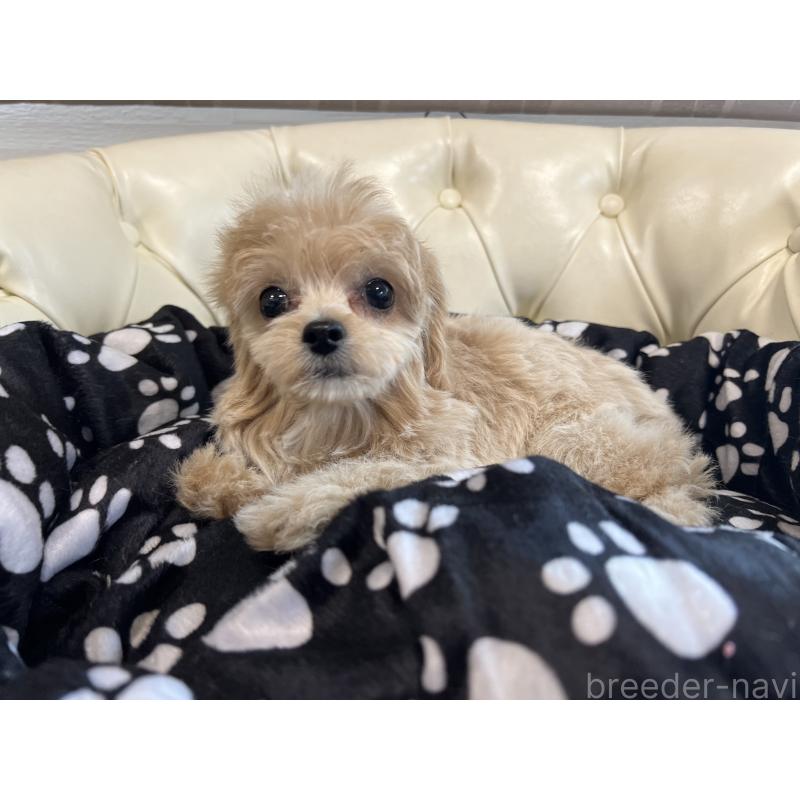 成約済の香川県のチワプー:チワワ×トイプードル-414373の11枚目