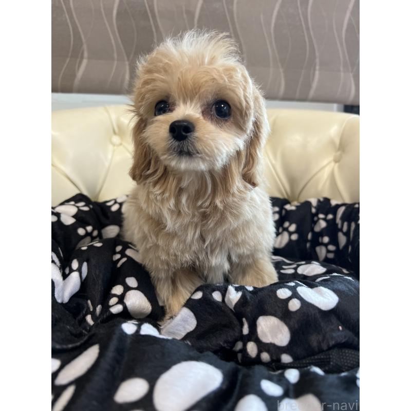 成約済の香川県のチワプー:チワワ×トイプードル-414373の9枚目