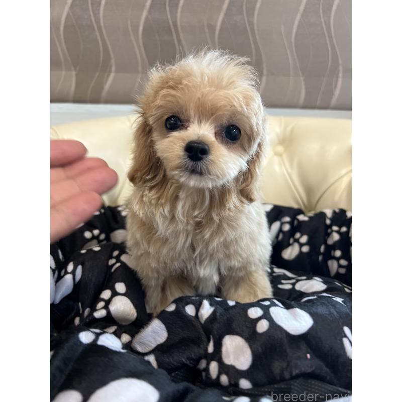 成約済の香川県のチワプー:チワワ×トイプードル-414373の8枚目