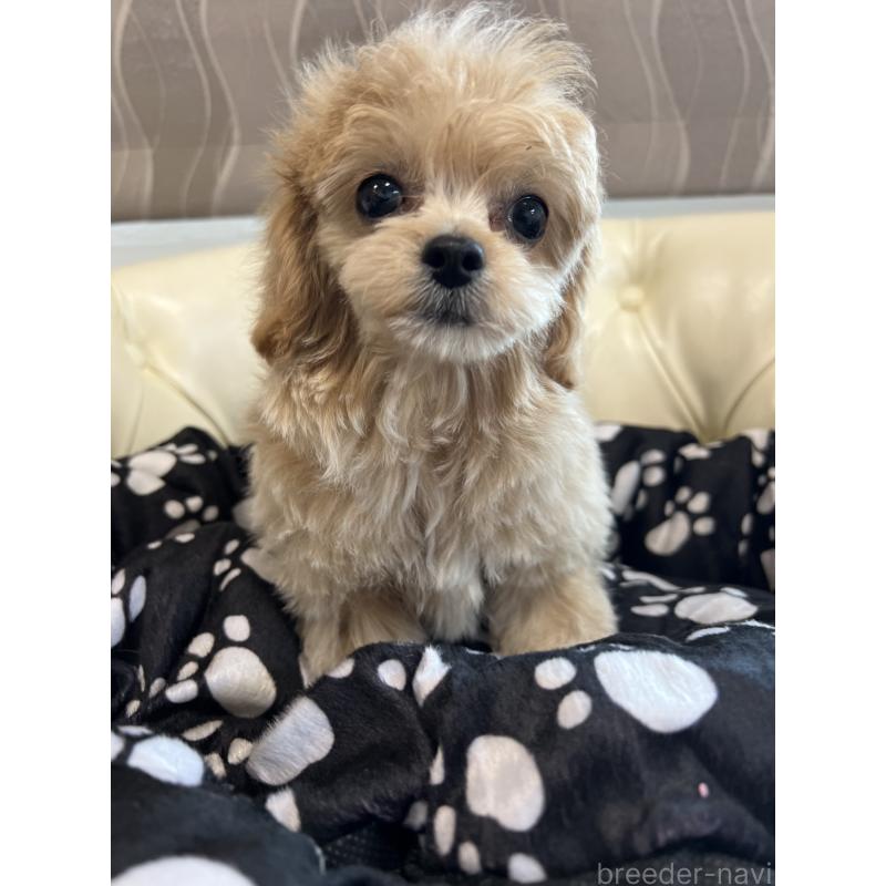 成約済の香川県のチワプー:チワワ×トイプードル-414373の7枚目