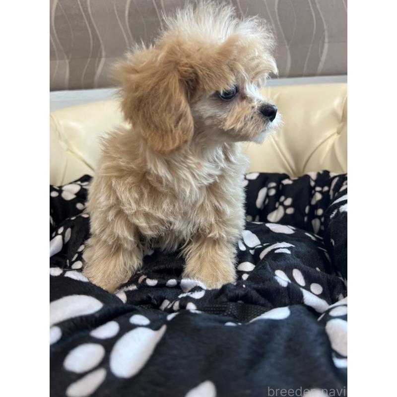 成約済の香川県のチワプー:チワワ×トイプードル-414373の6枚目