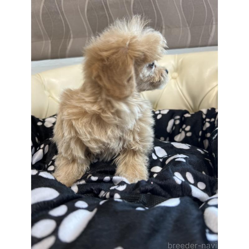 成約済の香川県のチワプー:チワワ×トイプードル-414373の5枚目