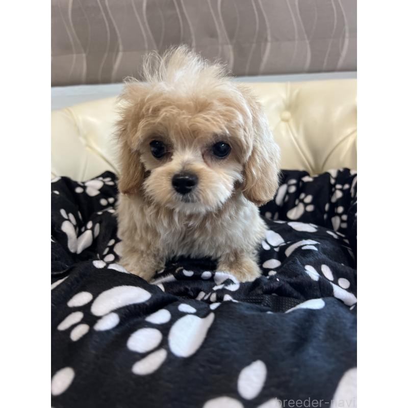 成約済の香川県のチワプー:チワワ×トイプードル-414373の4枚目