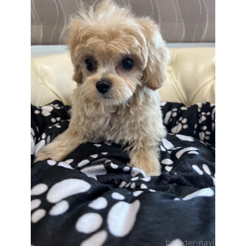 成約済の香川県のチワプー:チワワ×トイプードル-414373の3枚目
