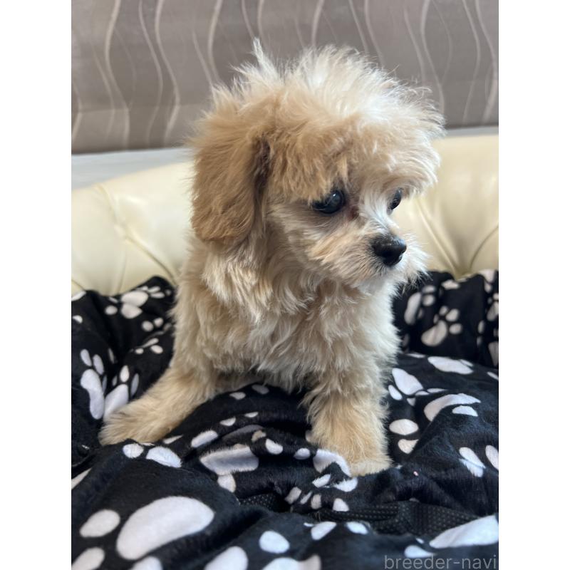 成約済の香川県のチワプー:チワワ×トイプードル-414373の2枚目