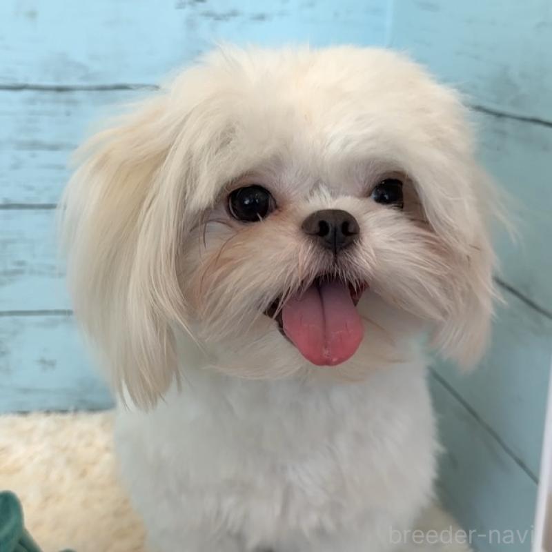 販売中の埼玉県のミックス犬-361568の17枚目